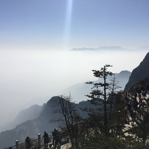 春阳萌花视频全集
