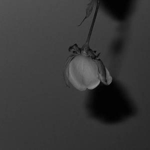 春阳萌花视频全集
